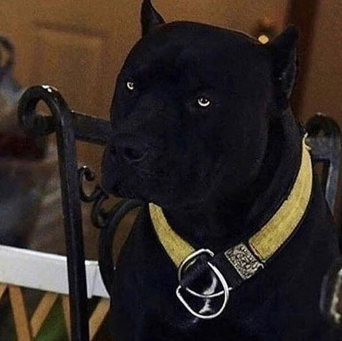 Schwarze Hunderasse. Welche Hunderasse ist das ?  - (Hund, Rasse, Hunderasse)
