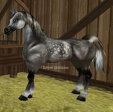 Hallo Welches Pferd Wurdet Ihr Ehr In Star Stable Kaufen Den Grauen Araber Oder Den Grau Silbernen Andalusier Pferde Star Stable