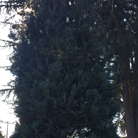 Bild 1/2b - (Garten, Baum, Baumarkt)