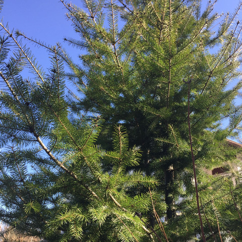 Bild 1/2a - (Garten, Baum, Baumarkt)