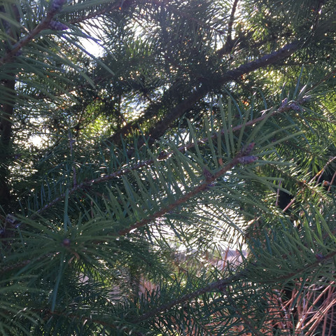 Bild 2/2a - (Garten, Baum, Baumarkt)