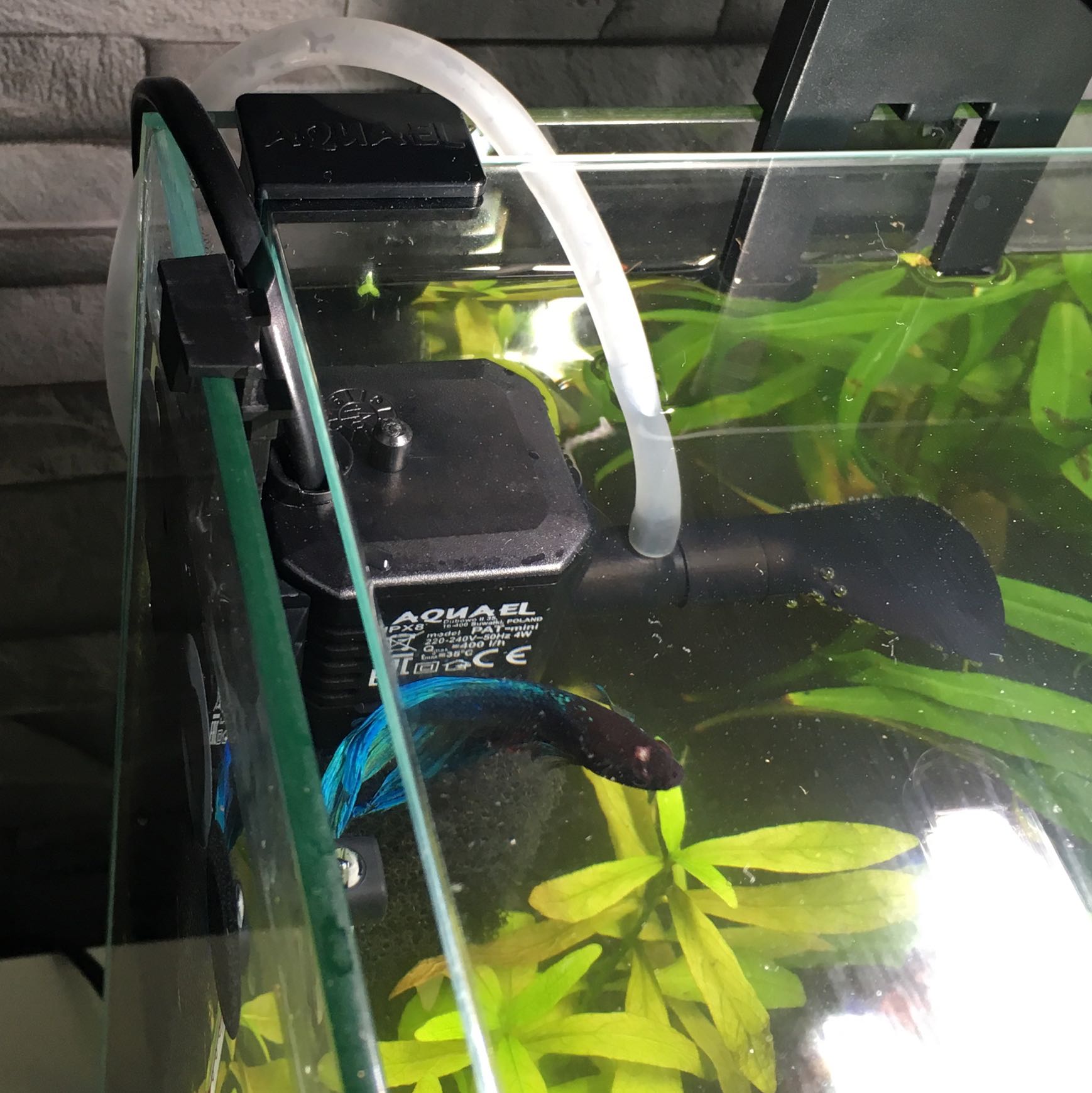 Hallo. Zu Weihnachten bekam ich ein Aquarium, und Verzweifle an der