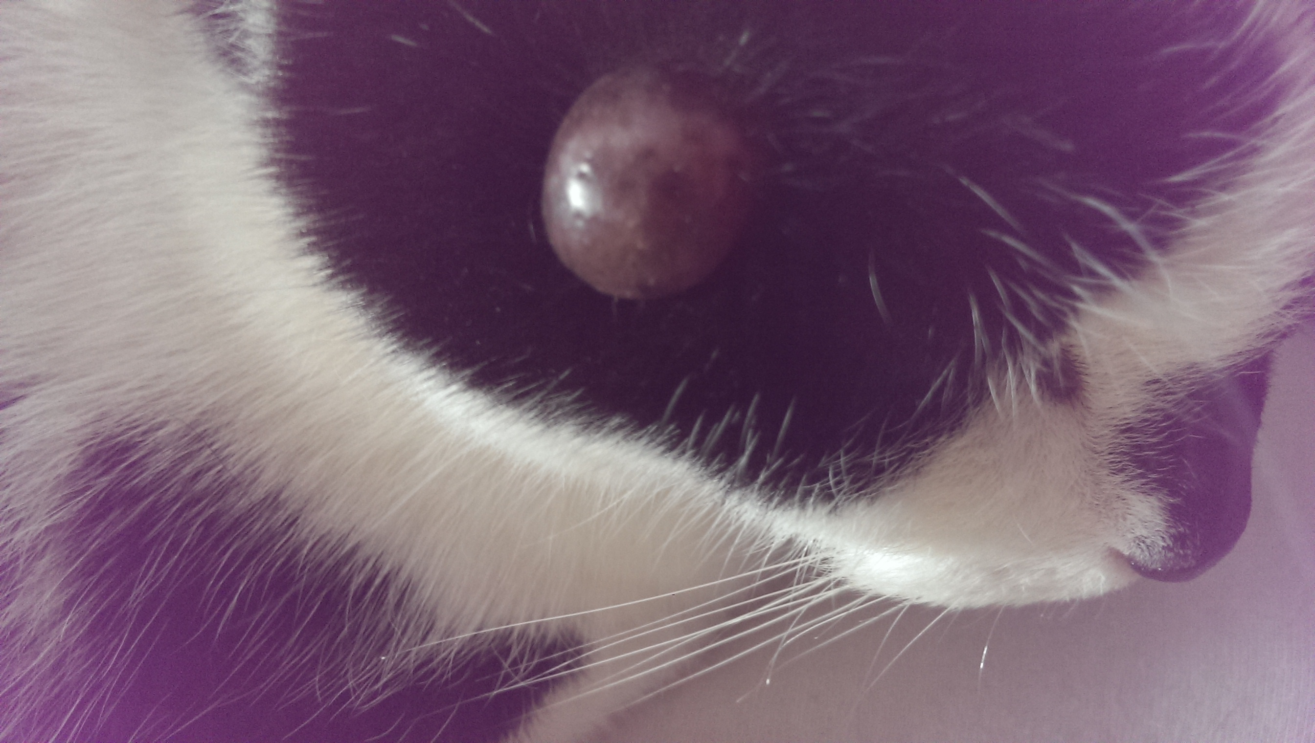 Hallo zusammen, meine Katze hat seit längerem einen großen Knubbel an