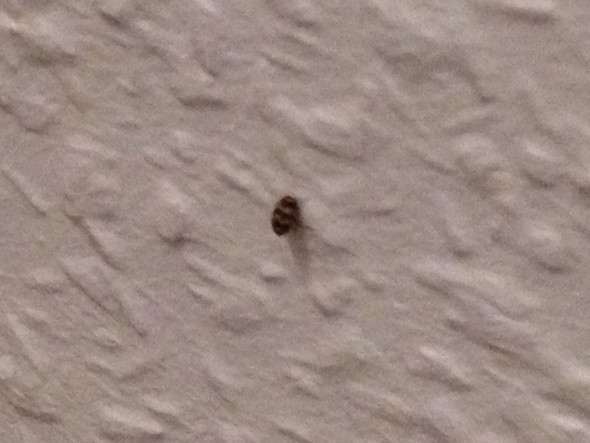 kleines Tierchen an der Wand - (Haus, Insekten, Schädlinge)