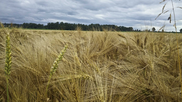 Gerste oder Roggen? - (Ernährung, Pflanzen, Landwirtschaft)