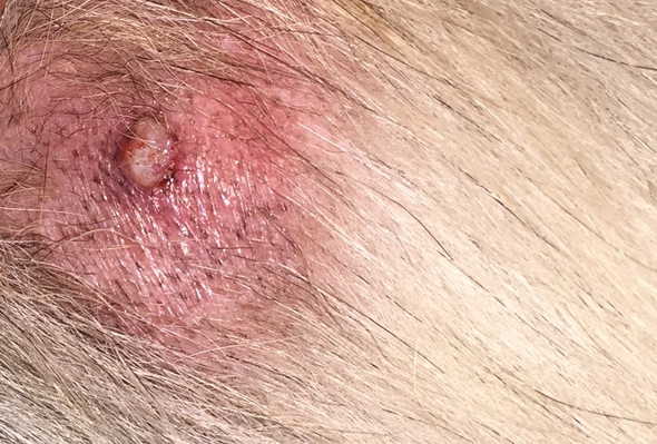 Hallo zusammen,Weiß einer was das sein könnte bei meiner Hündin ? (Hund