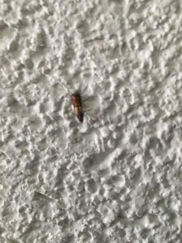 Hallo Haben Seid Einigen Tagen Solche Fliegen In Der Kuche Kennt Jemand Dieses Insekt Und Wie Kann Ich Es Bekampfen Insekten Ungeziefer