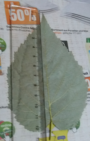 Rückseite eines ca 12,5 cm grossen Blattes. - (Baum, Blätter, bestimmen)