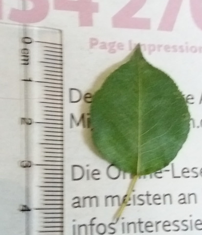 Ein 3 cm grosses Blatt mit "glatter" Rückseite. - (Baum, Blätter, bestimmen)