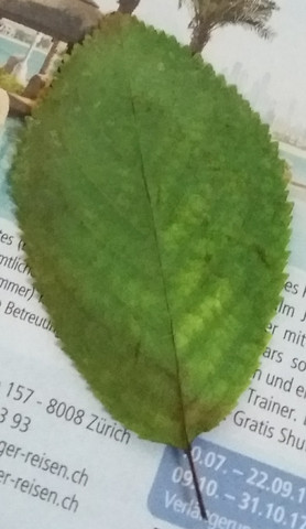 Ein ovales Blatt. - (Baum, Blätter, bestimmen)