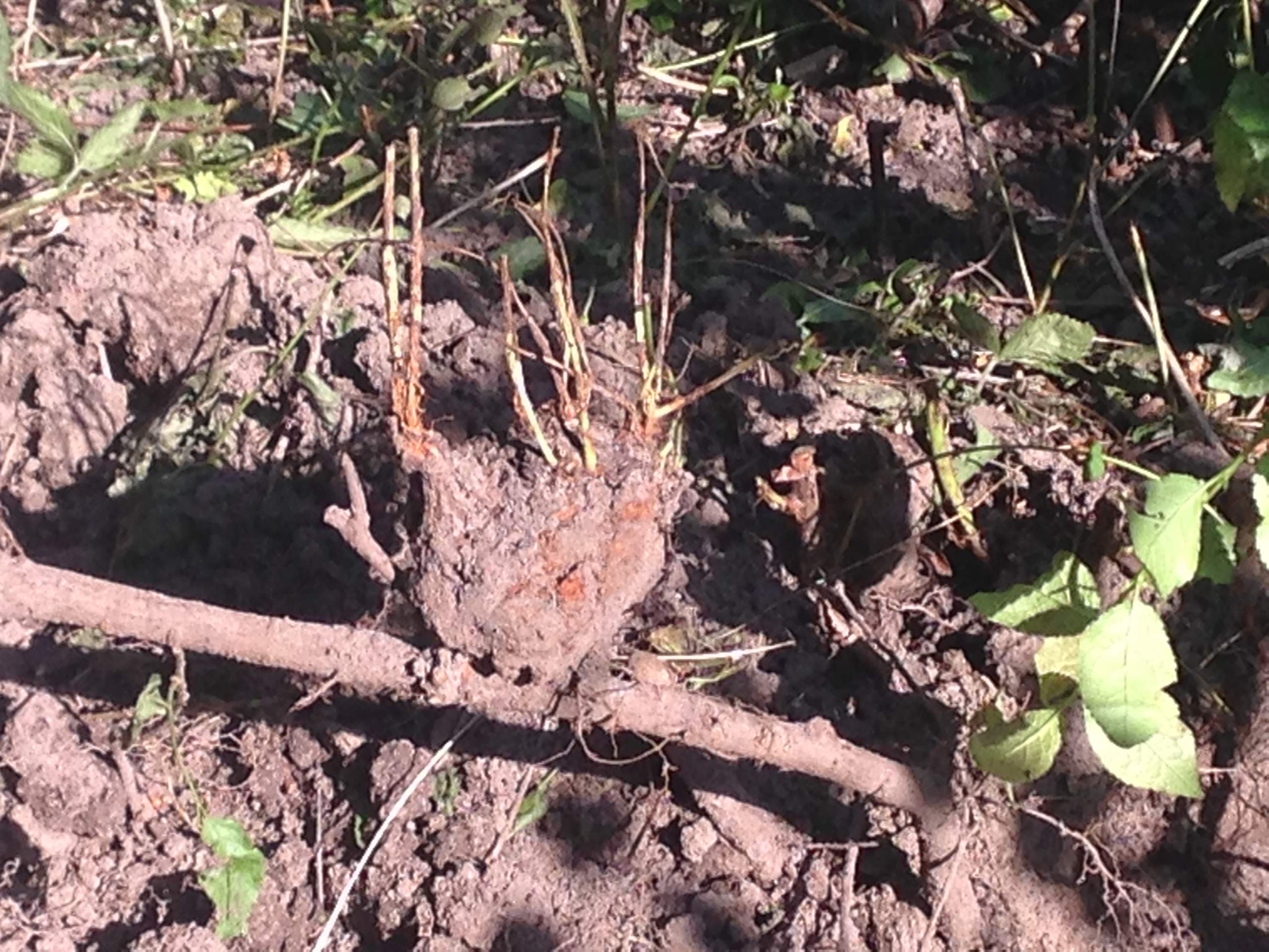 Hallo, ich habe seit Jahren das Problem das immer wieder dieses