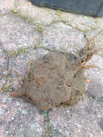 Hallo Ich Habe Seit Jahren Das Problem Das Immer Wieder Dieses