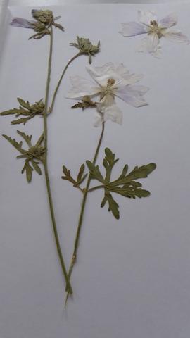 Pflanze 1 - (Pflanzenbestimmung, Herbarium)