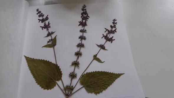Pflanze 2 - (Pflanzenbestimmung, Herbarium)