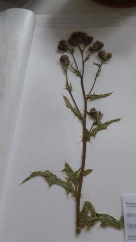 Pflanze 3 - (Pflanzenbestimmung, Herbarium)
