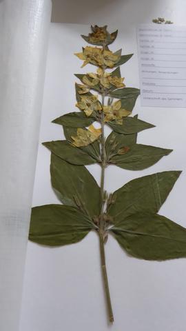 Pflanze 4 - (Pflanzenbestimmung, Herbarium)