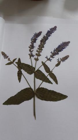 Pflanze 5 - (Pflanzenbestimmung, Herbarium)