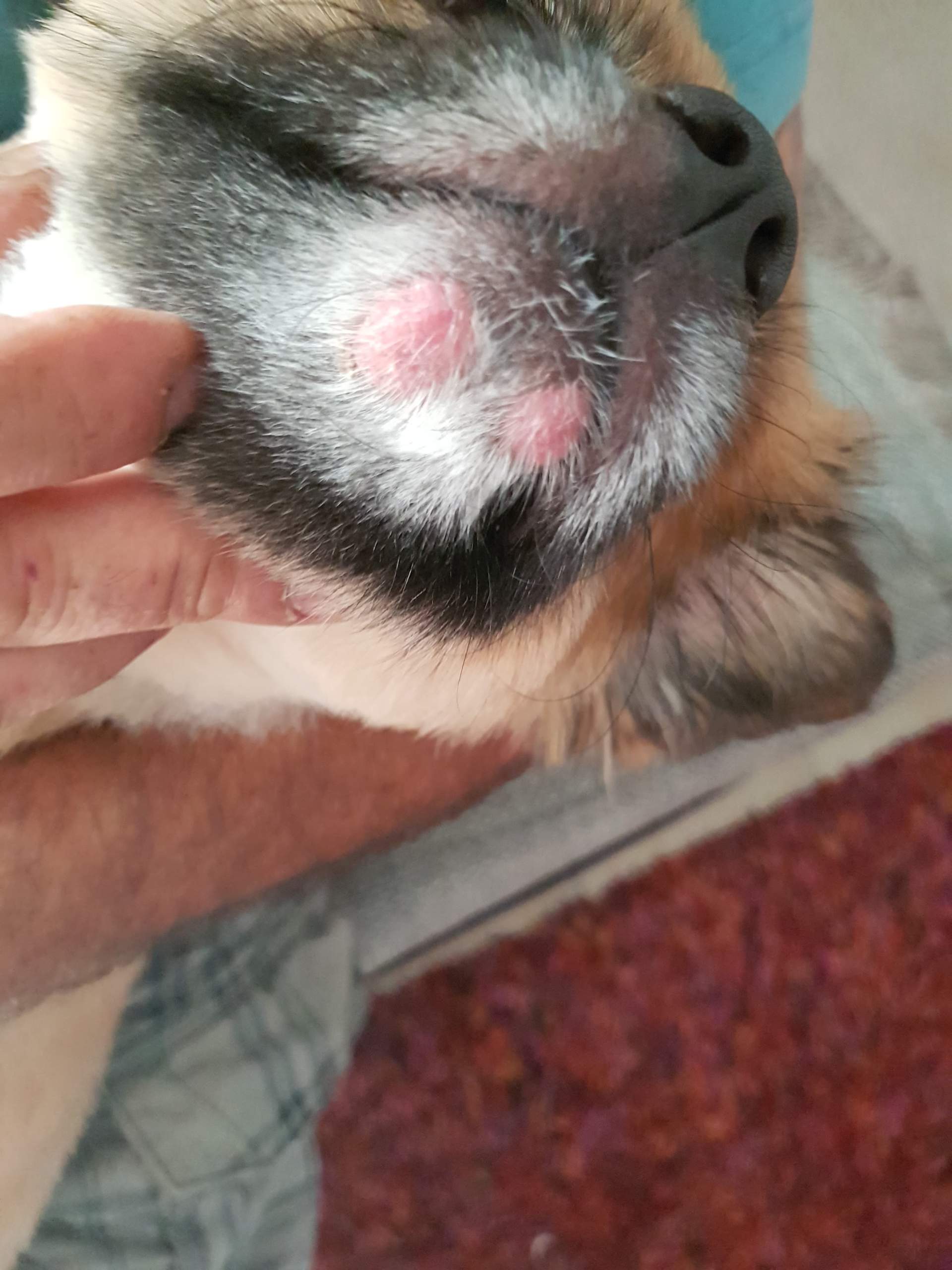 Hallo,könnte das ein herpes sein das gleiche ist hinten auf sein rücken