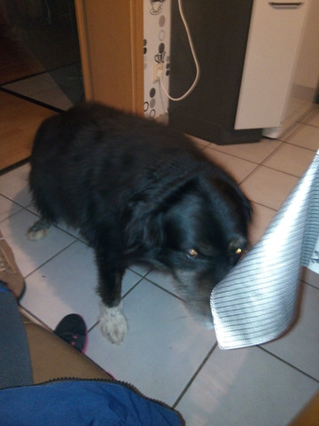 Mein Hund 12 Jahre Frisst Seit Ein Paar Monaten Viel Zu Viel
