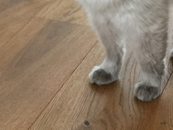 hallo meine katze lauft seit gestern auf ihrer rechte vorderpfote komisch die pfote knickt leicht nach hinten ab zum tierarzt oder nicht verletzung