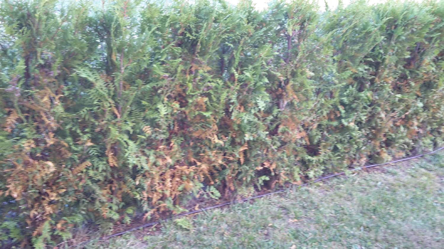 Thuja Brabant hat gelbe und braune Stellen!? (Krankheit, Pflanzen)