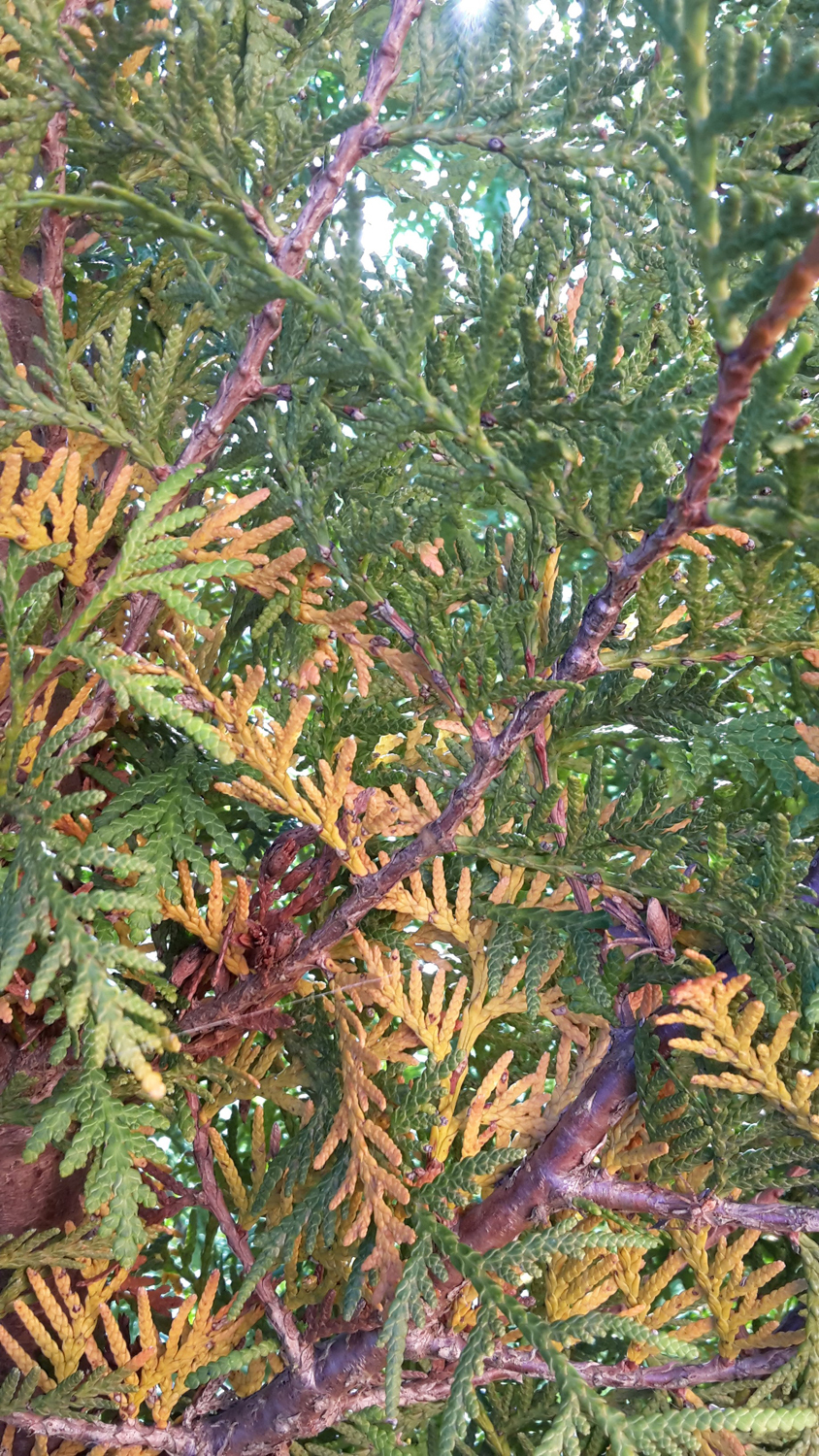 Thuja Brabant hat gelbe und braune Stellen!? (Krankheit, Pflanzen)