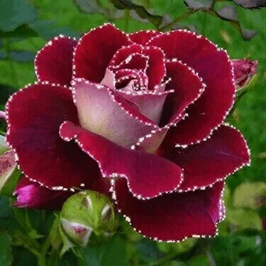 Rose - (Pflanzen, Blumen, Rosen)