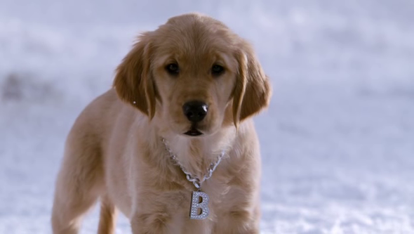 Snow Buddies - (Hund, Halskette, gestalten)