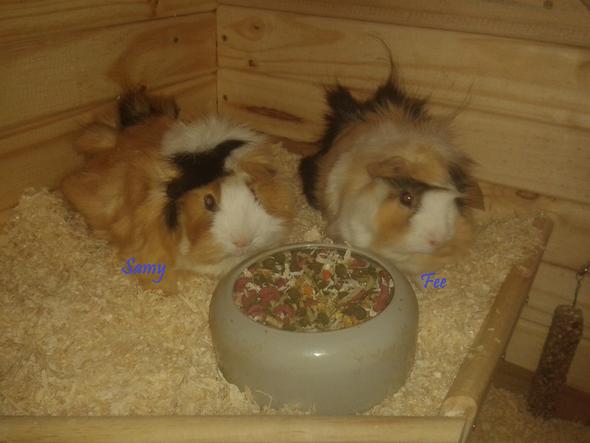 Halte Ich Meine Meerschweinchen Artgerecht Meerschweinchenhaltung