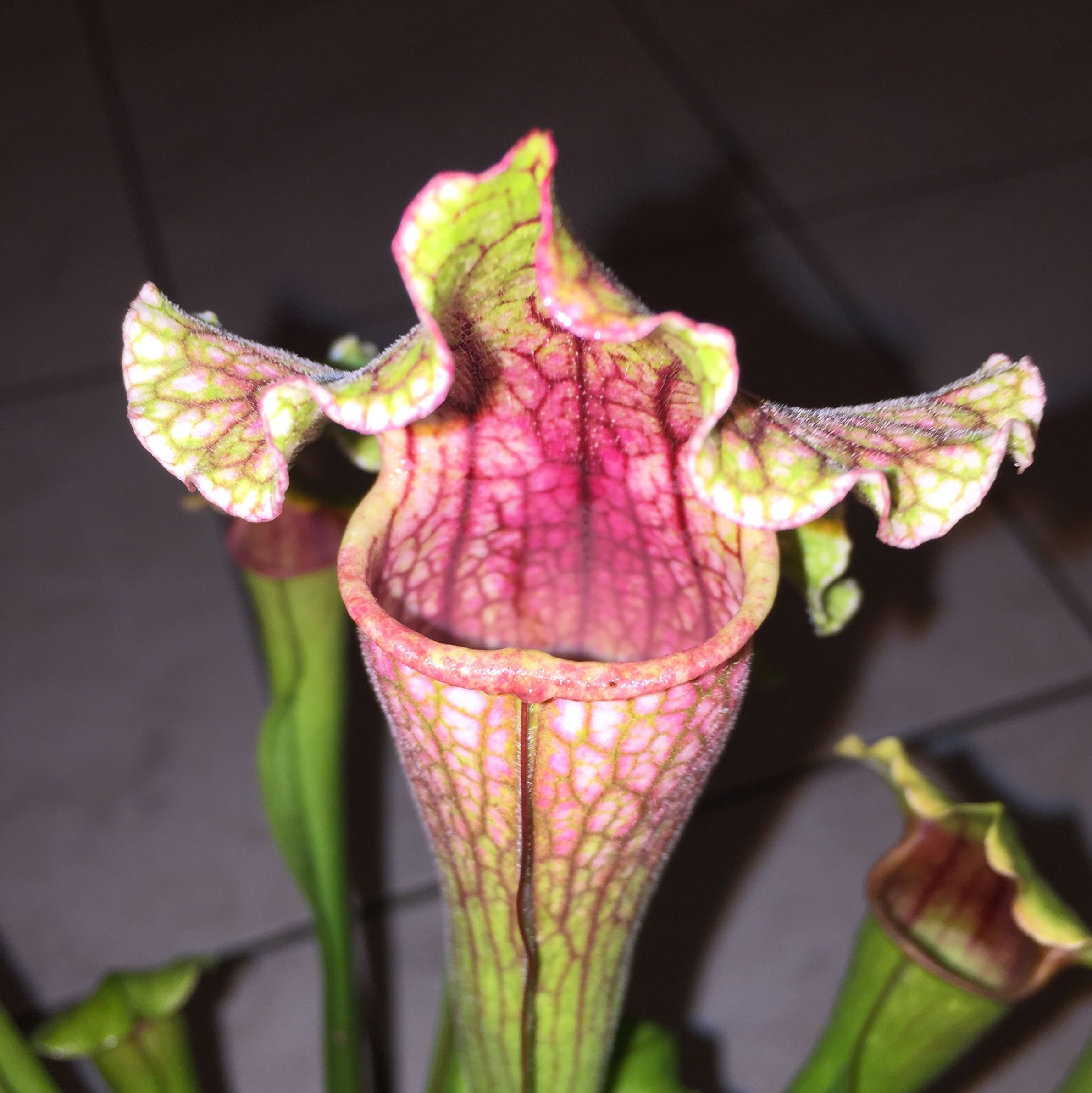 Haltung der Fleischfressenden Pflanze "SARRACENIA" (Pflanzen)