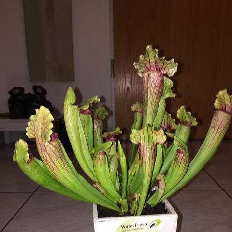 - (Pflanzen, Sarracenia, Florismus )