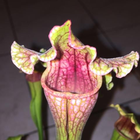 - (Pflanzen, Sarracenia, Florismus )