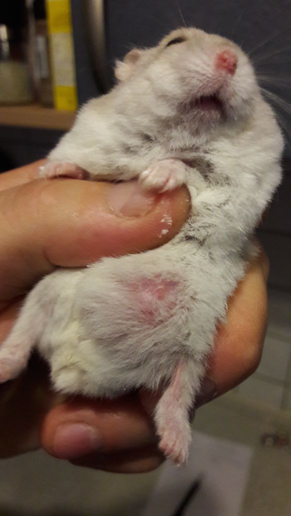 Hamster - 0 Original Hamster - 0 Original