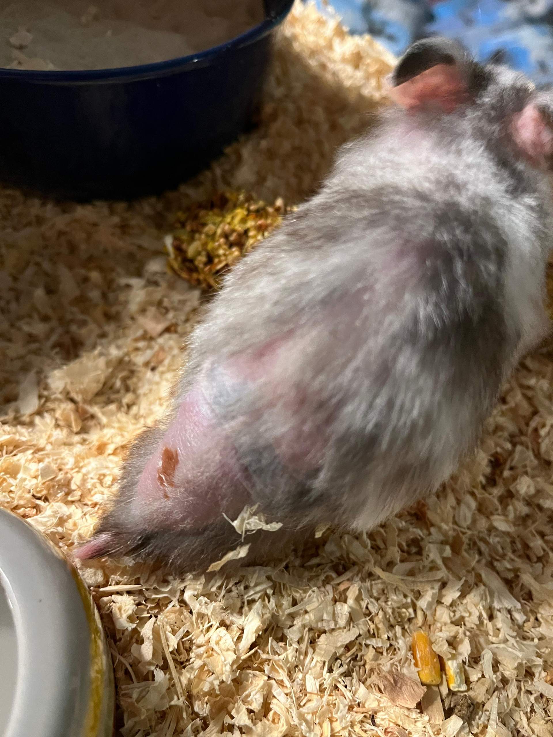 Hamster Abszess/Tumor? (Nagetiere, Zwerghamster)