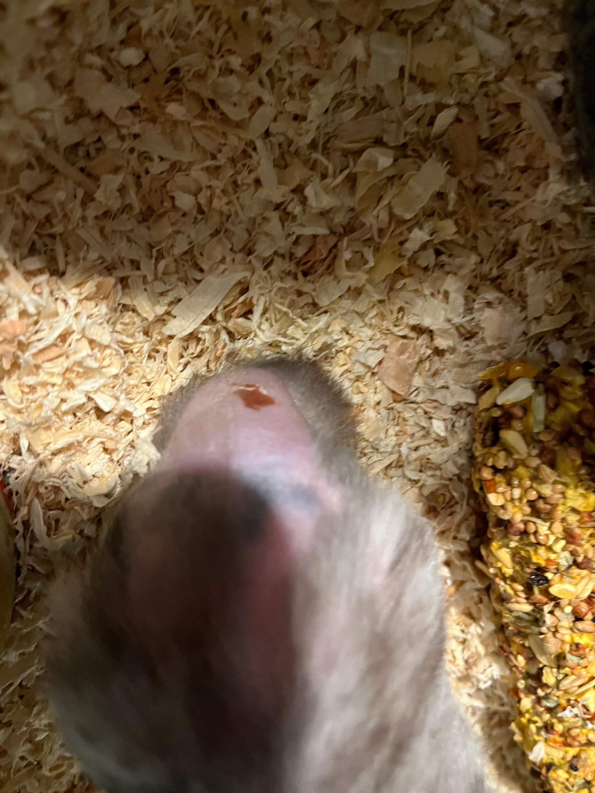 Hamster Abszess/Tumor? (Nagetiere, Zwerghamster)