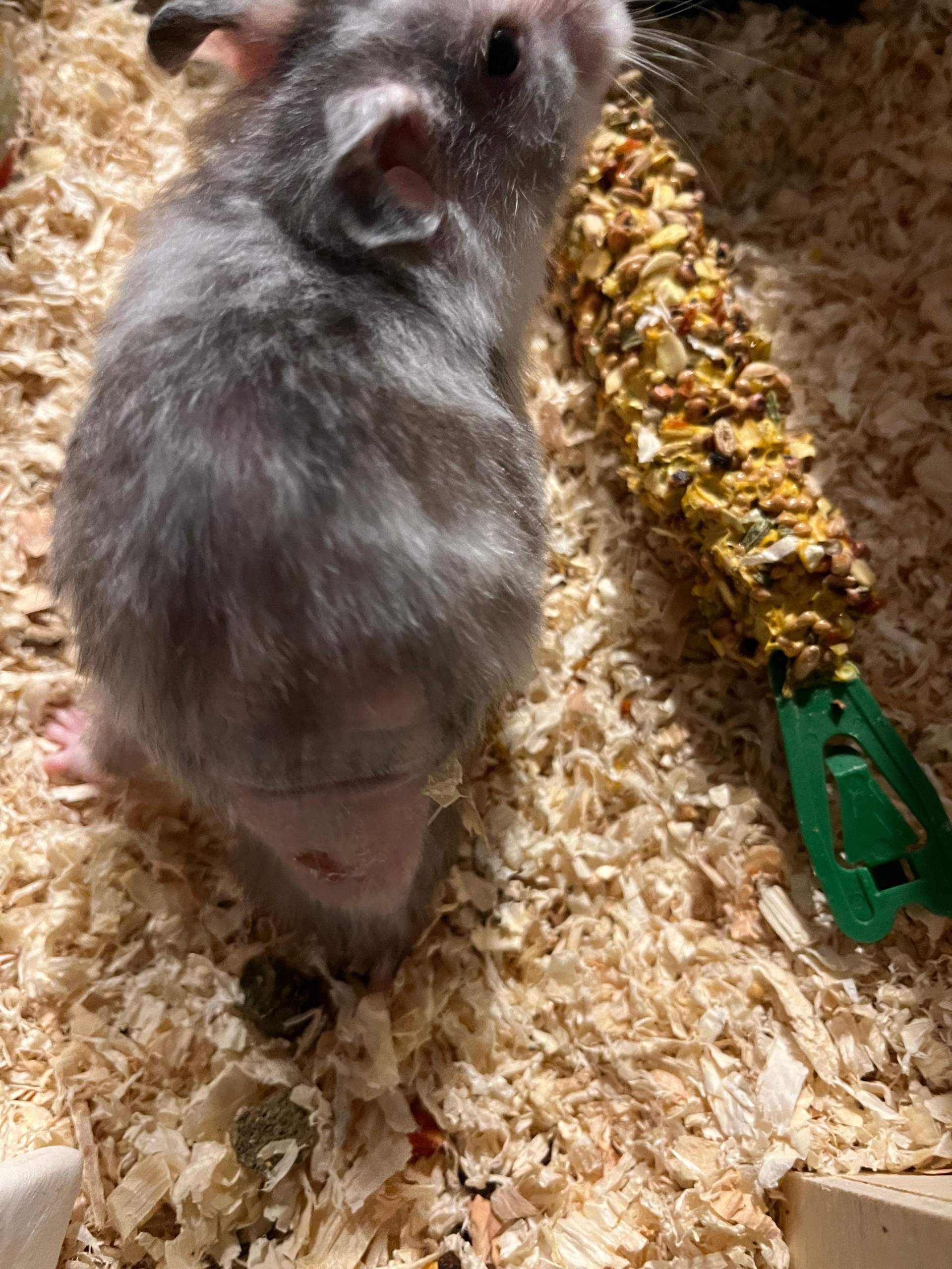 Hamster Abszess/Tumor? (Nagetiere, Zwerghamster)