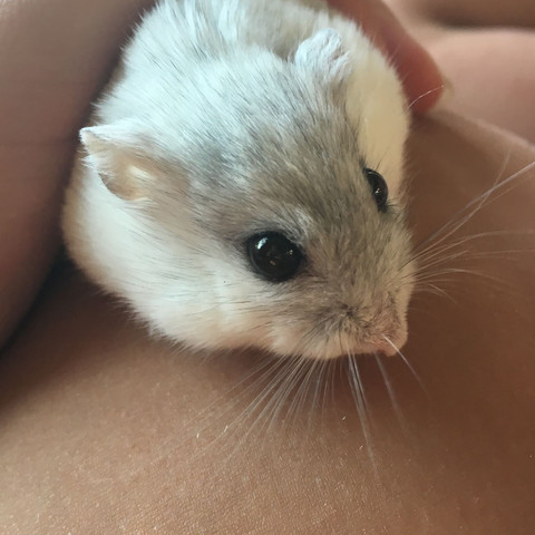 Mein Hamster Flash - (Tiere, Nase, Hamster)