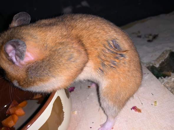 Hamster beißt/Kratzt sich blutig?