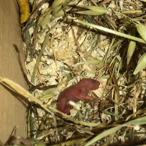 Hamsterbaby mit komischen Hinterpfoten - (Tiere, Haustiere, Hamster)