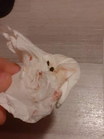 - (Tiere, Hamster)