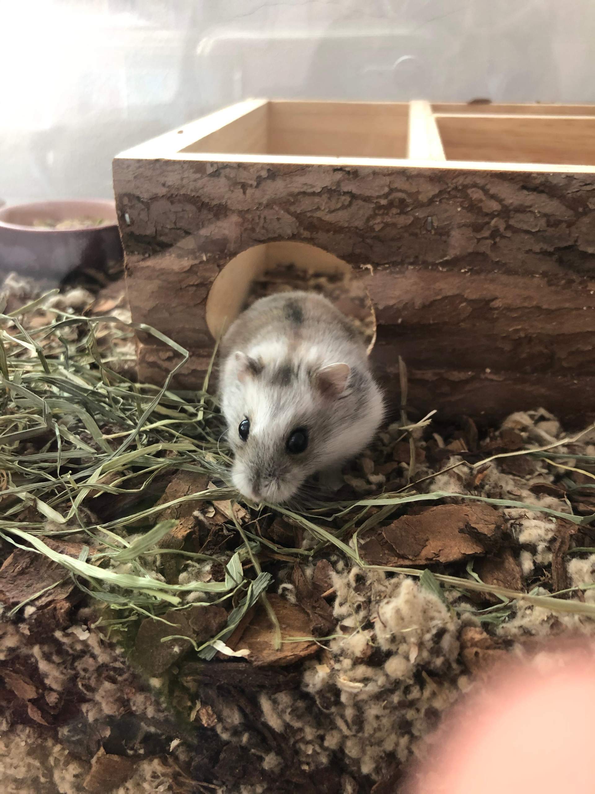 Hamster endet plötzlich Farbe und sieht ganz anders aus, warum ... - 1 Full Hamster endet plötzlich Farbe und sieht ganz anders aus, warum ... - 1 Full