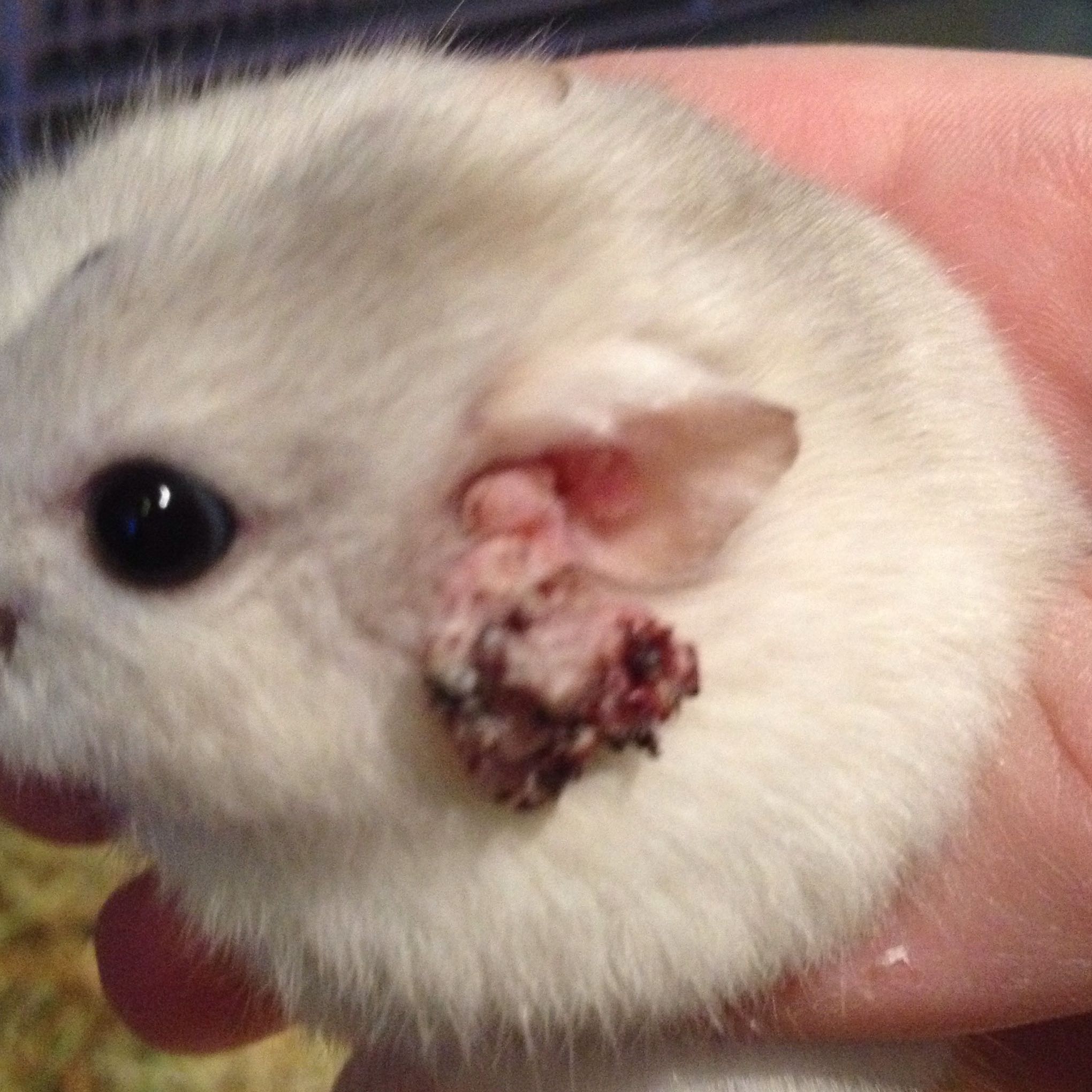 Hamster hat Milben oder Tumor, aber kratzt es ständig auf? (Tiere