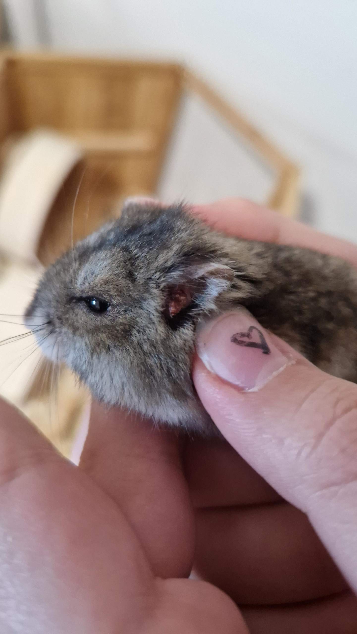 Hamster hat was am Ohr? (Gesundheit, Tiermedizin, Nagetiere)