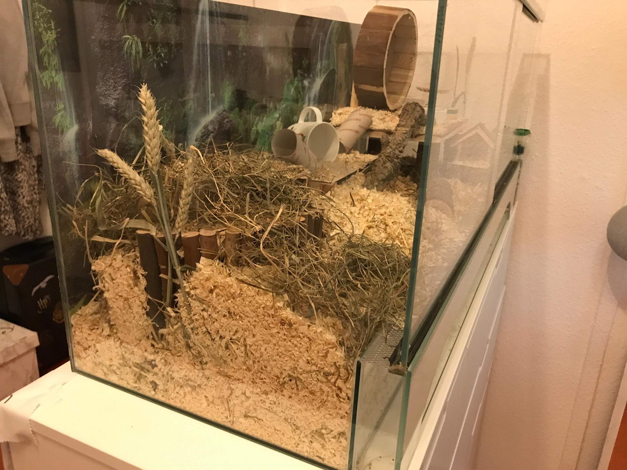 Hamster im Käfig transportieren? (Tiere, Haustiere, Transport)
