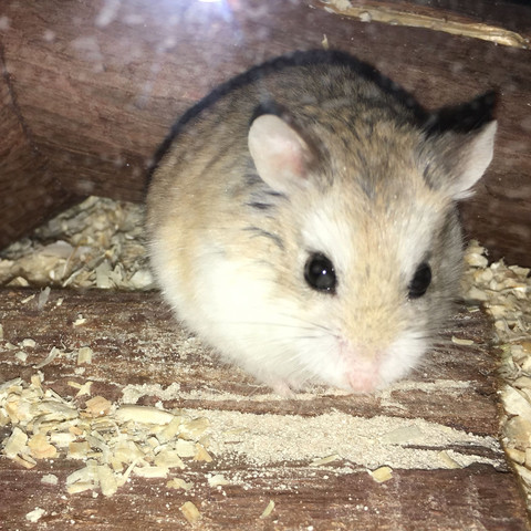 Das ist Cookie vor 1 Monat - (Hamster, roborowski)