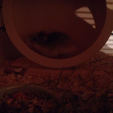 Hier ist ein Bild von meiner Sissi (:  - (Hamster, Zwerghamster, Weibchen)