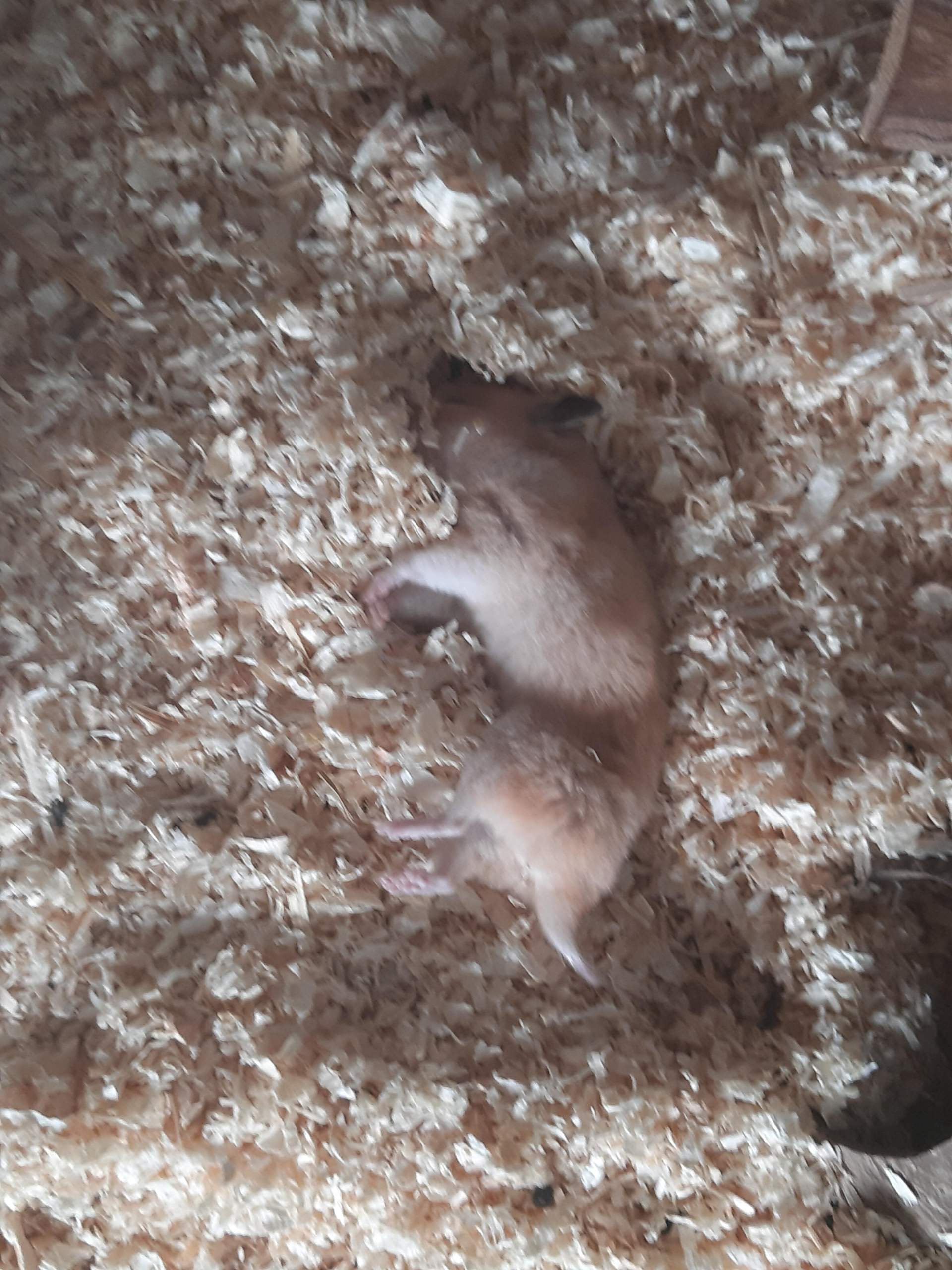 Hamster ist wie tot was tun? (Goldhamster)