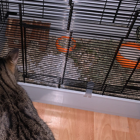 So sieht der Käfig aus und mein Kater ist soo neugierig - (Tiere, Katze, Haustiere)