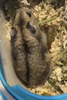 Hamster schwanger?