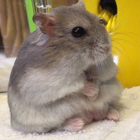 Hier sieht man nochmal einen Hamster wo es mir so vorkommt als sei er etwas dick - (Hamster, Asien, Zwerghamster)